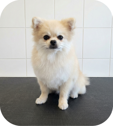 Perrito peluqueado 5