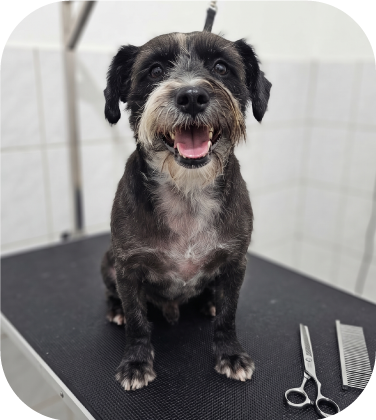 Perrito peluqueado 7